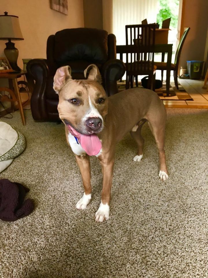 King - No Longer Accepting Applications, an adopted Pit Bull Terrier & American Staffordshire Terrier Mix in Minneapolis, MN_image-3