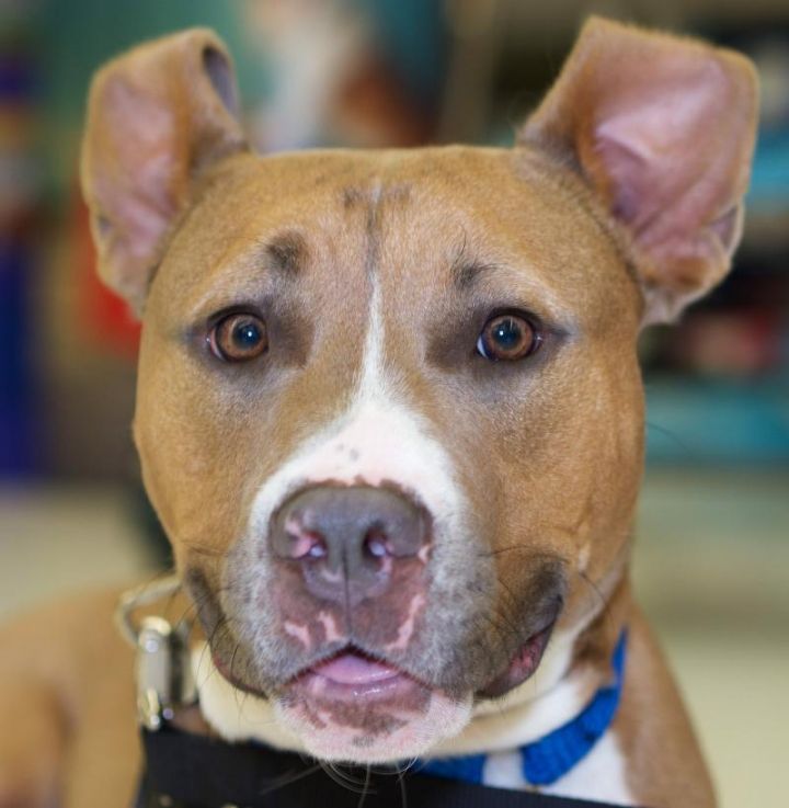 King - No Longer Accepting Applications, an adopted Pit Bull Terrier & American Staffordshire Terrier Mix in Minneapolis, MN_image-5