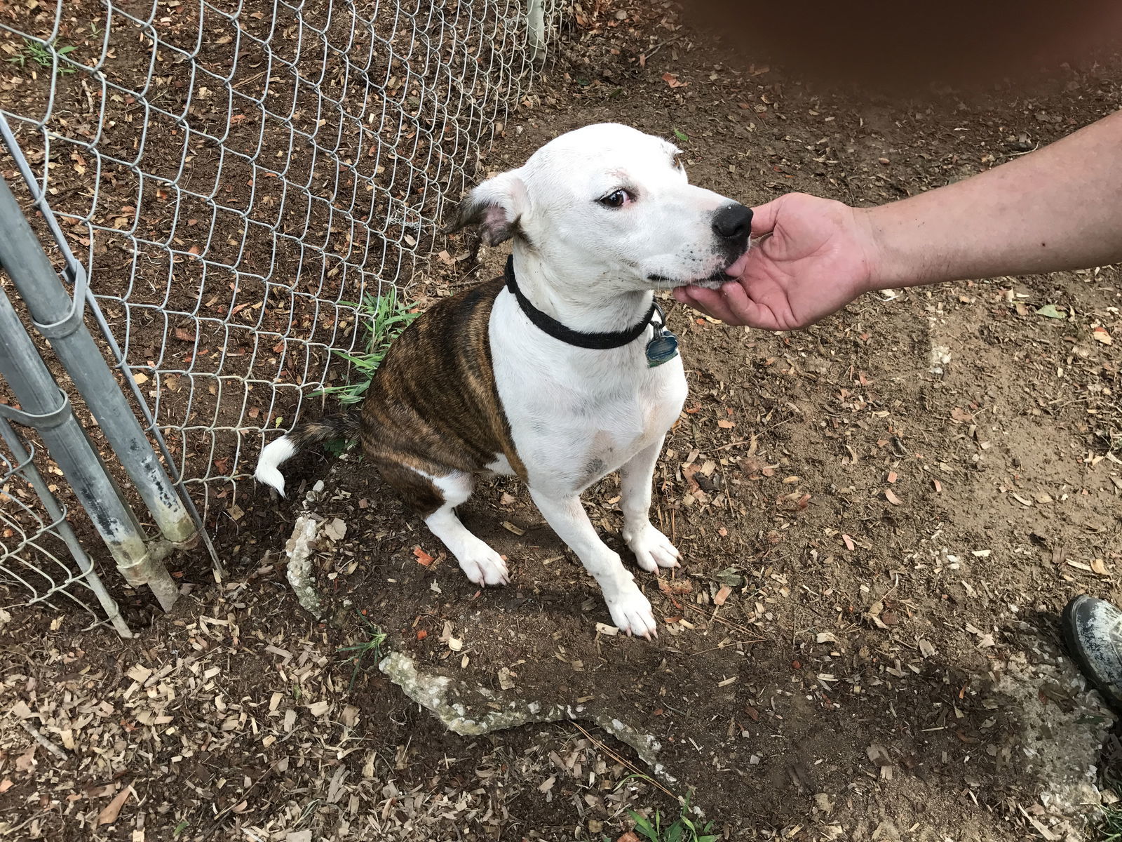 2 Shuz, an adoptable Terrier in Montgomery, AL, 36106 | Photo Image 1