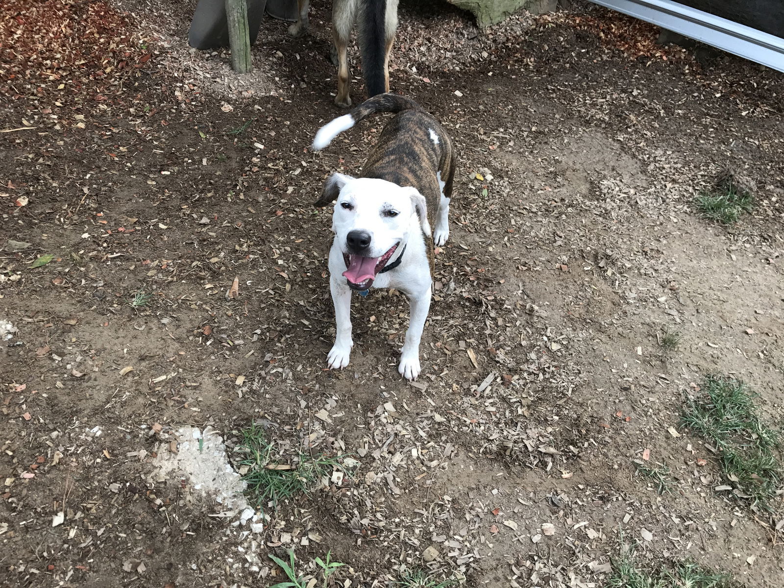 2 Shuz, an adoptable Terrier in Montgomery, AL, 36106 | Photo Image 3