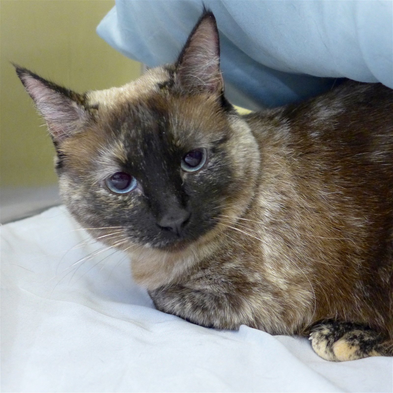 TC, an adoptable Siamese in Los Alamitos, CA, 90720 | Photo Image 3