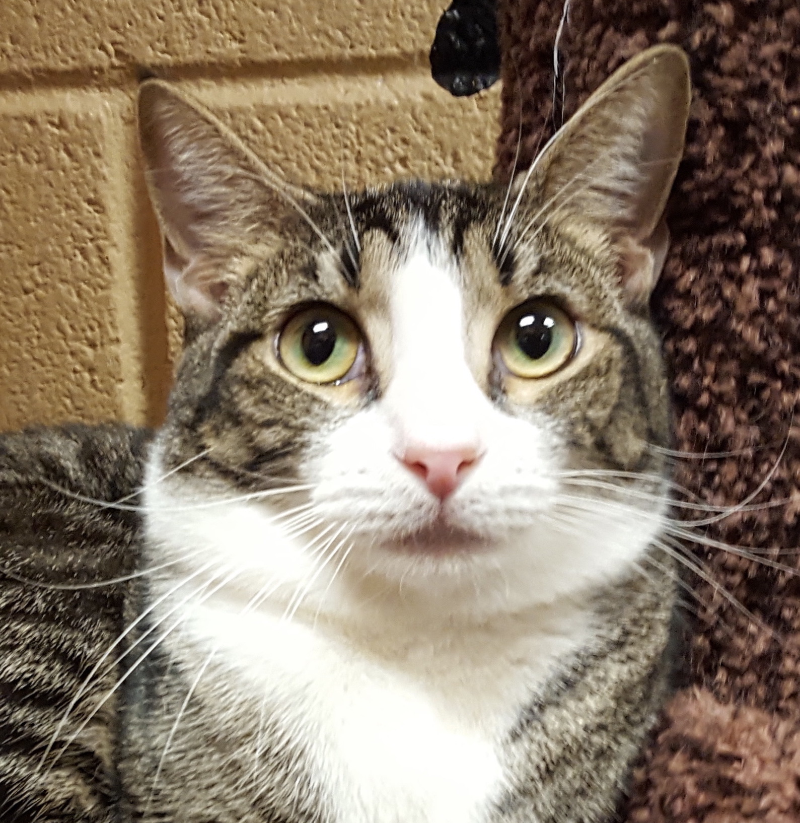 Hunter (Special Adoption fee), an adoptable Tabby, Domestic Short Hair in Smithfield, NC, 27577 | Photo Image 1