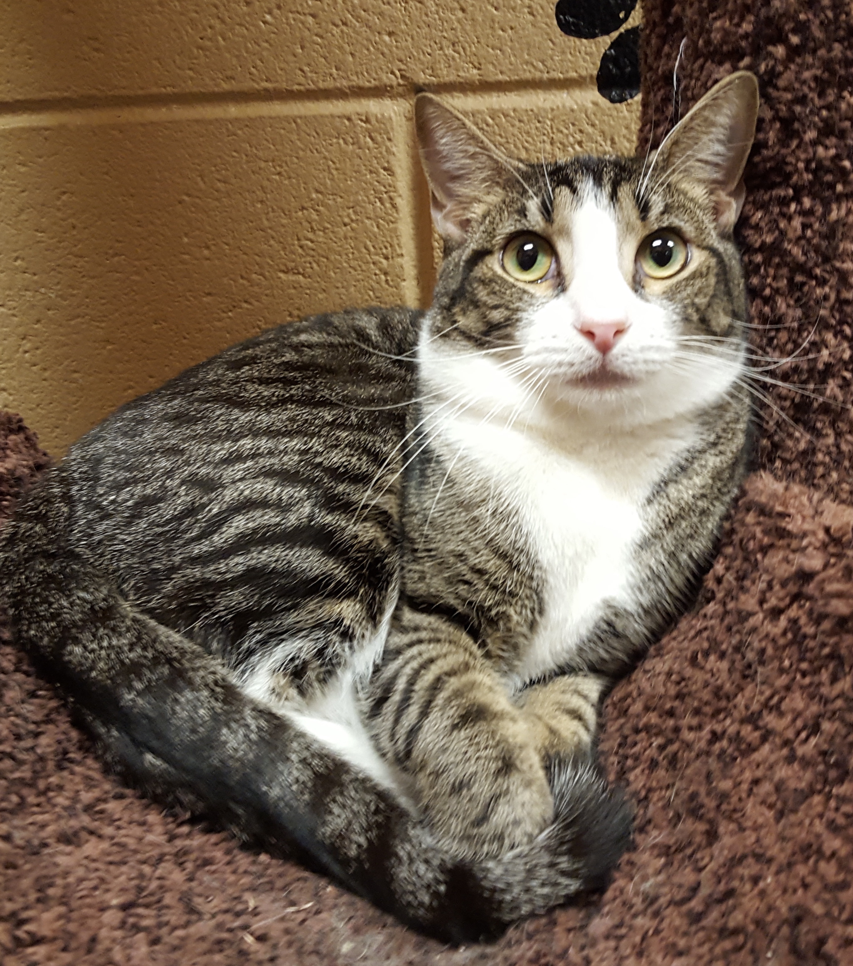 Hunter (Special Adoption fee), an adoptable Tabby, Domestic Short Hair in Smithfield, NC, 27577 | Photo Image 2