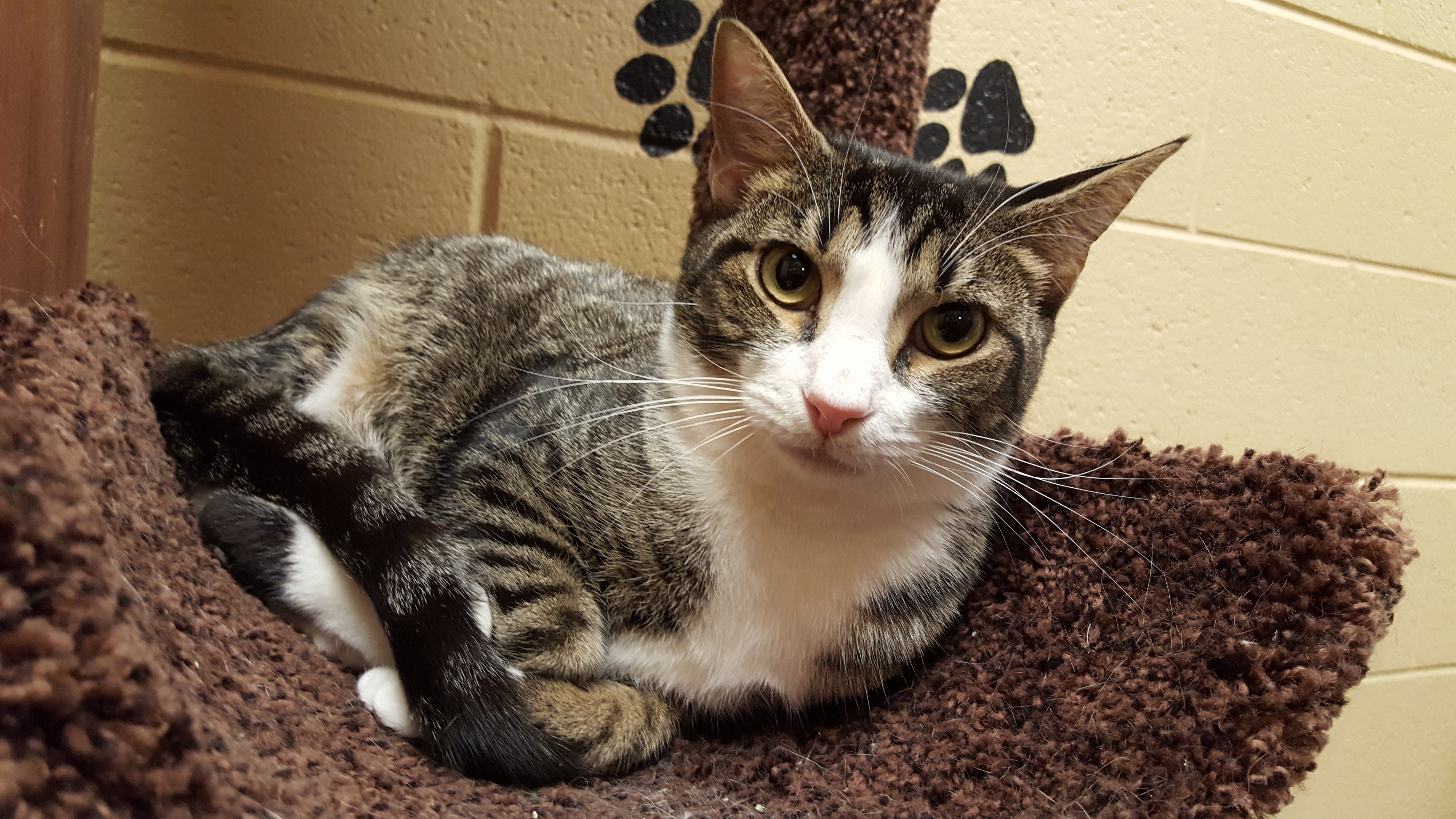 Hunter (Special Adoption fee), an adoptable Tabby, Domestic Short Hair in Smithfield, NC, 27577 | Photo Image 3