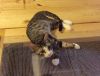 Hunter (Special Adoption fee)