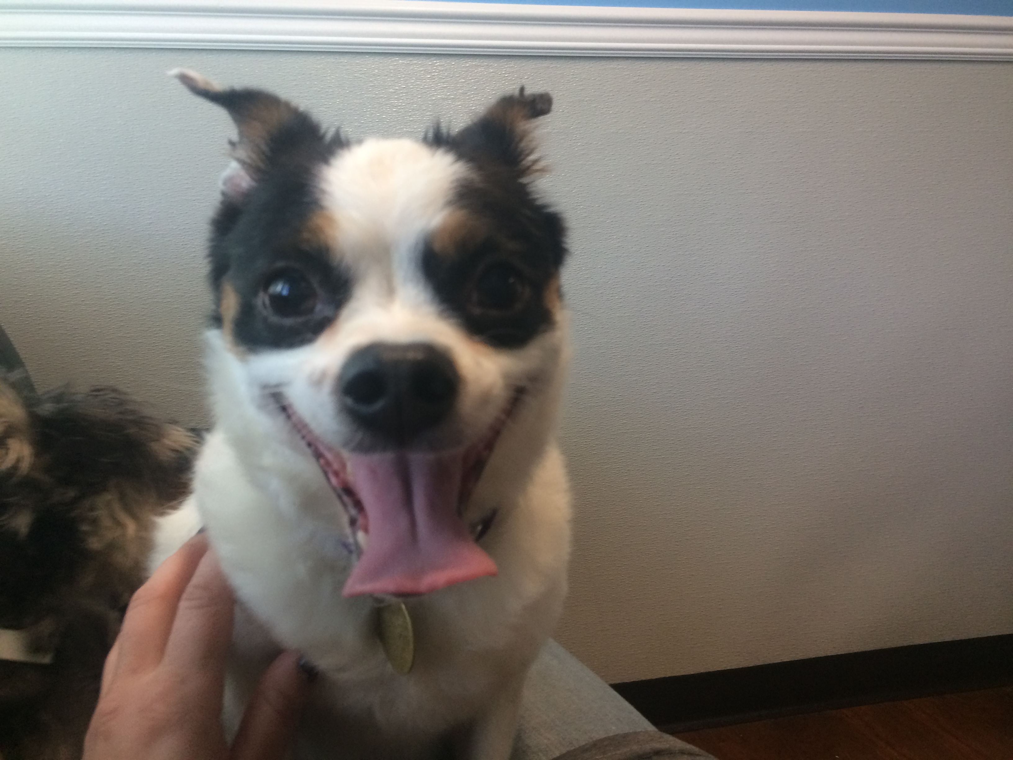Goofy, an adoptable Chihuahua, Papillon in Oak Ridge, NJ, 07438 | Photo Image 1