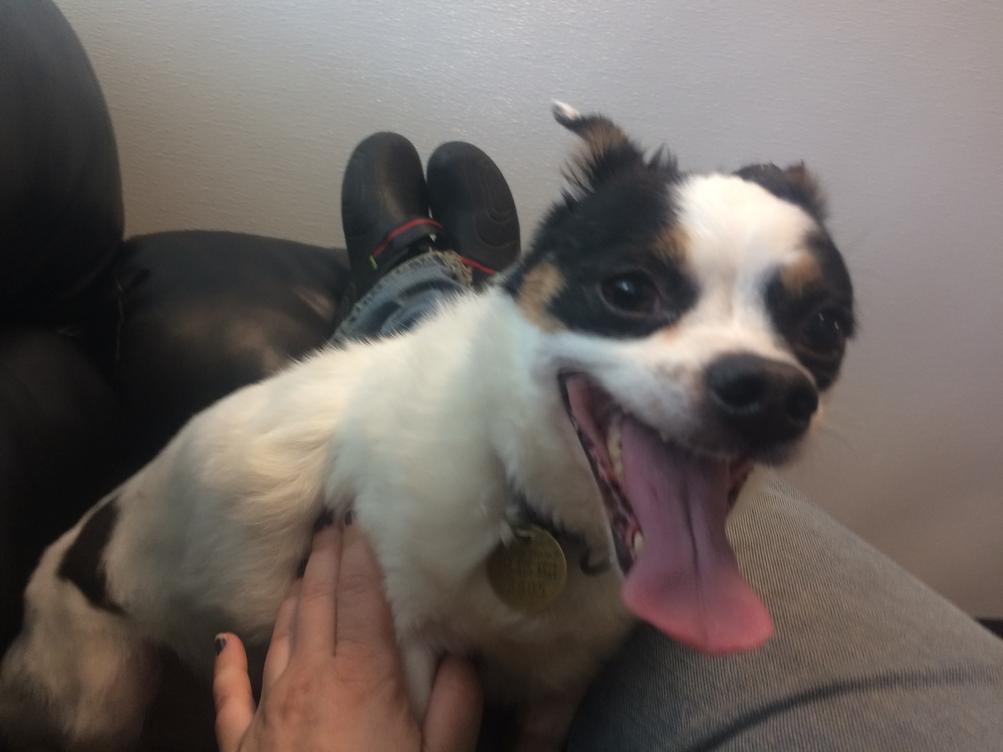 Goofy, an adoptable Chihuahua, Papillon in Oak Ridge, NJ, 07438 | Photo Image 2