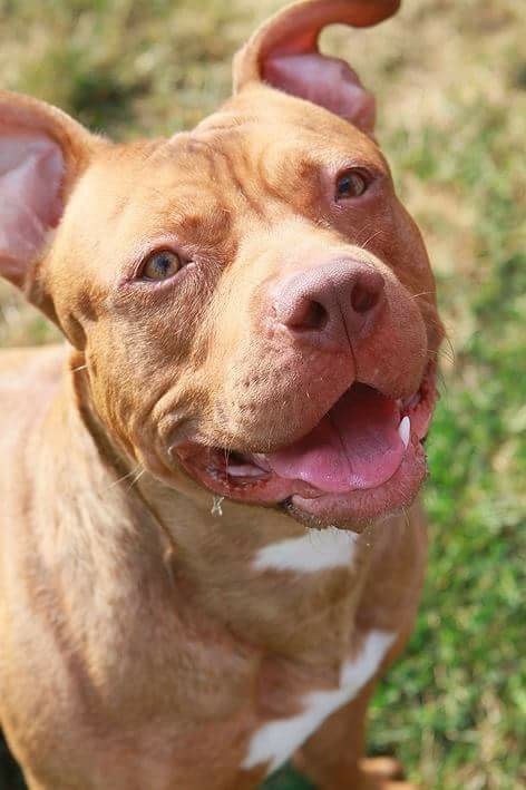 Bishop, an adoptable Pit Bull Terrier in North Canton, OH, 44720 | Photo Image 2