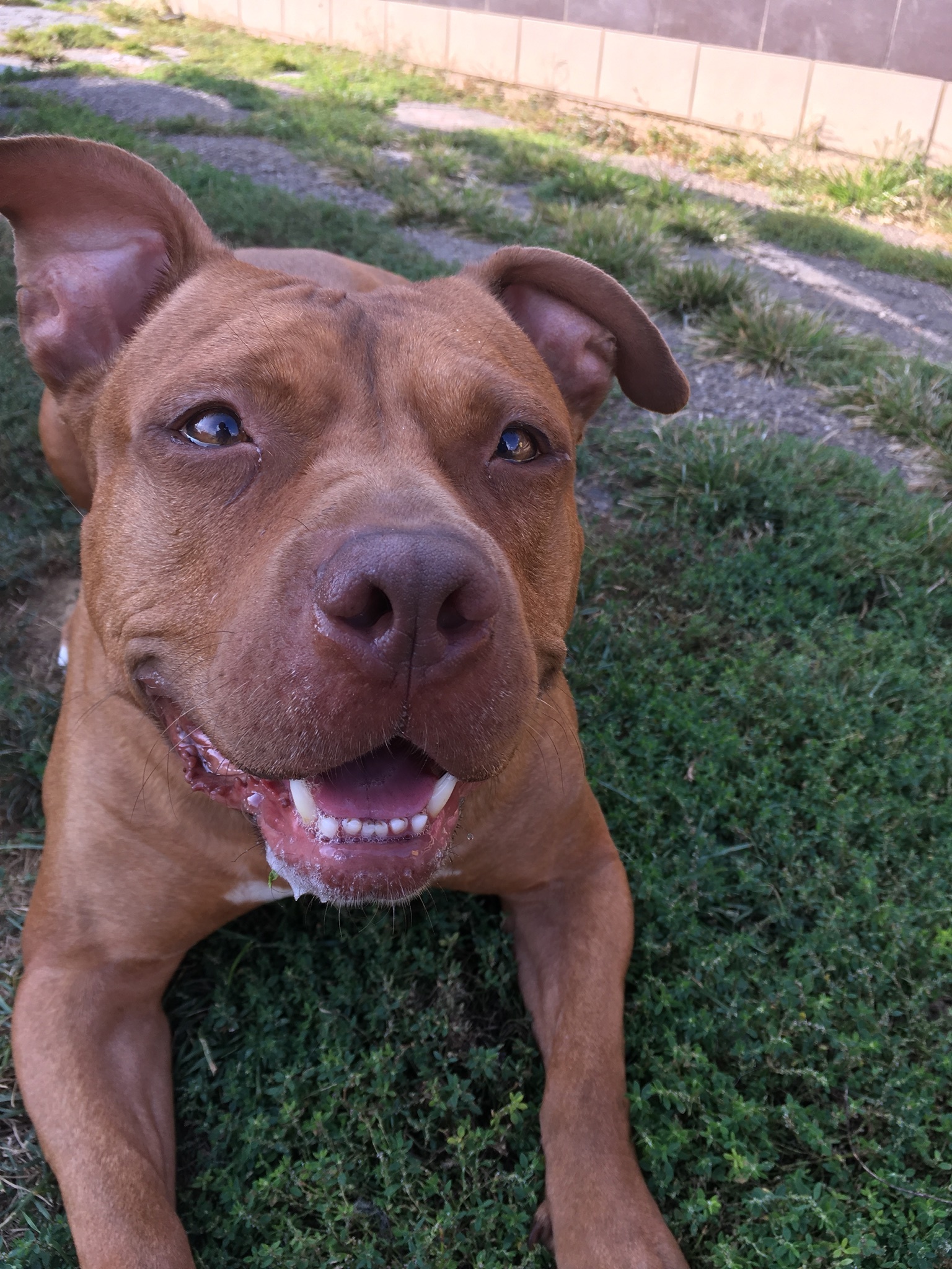 Bishop, an adoptable Pit Bull Terrier in North Canton, OH, 44720 | Photo Image 1