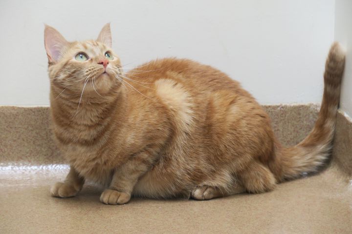 Cashmere (RARE Orange Female Cat!) 2