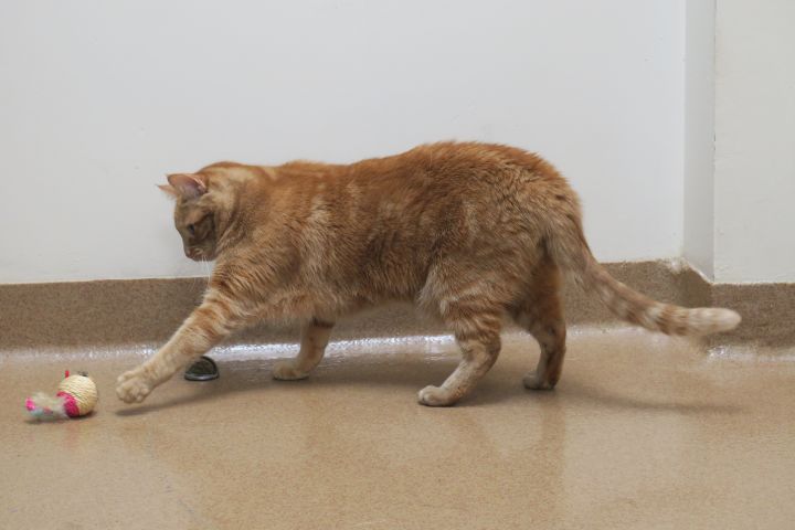Cashmere (RARE Orange Female Cat!) 3