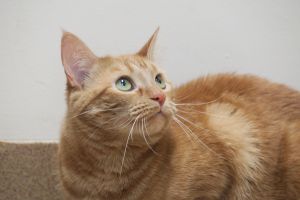 Cashmere (RARE Orange Female Cat!)