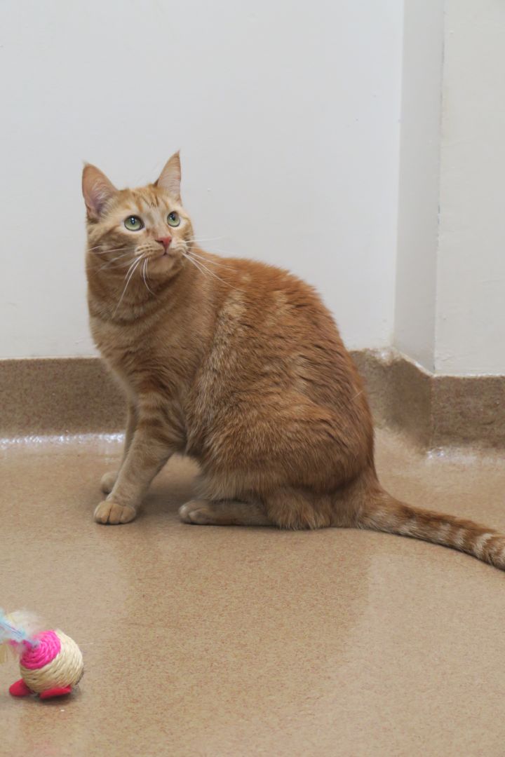 Cashmere (RARE Orange Female Tabby) 1