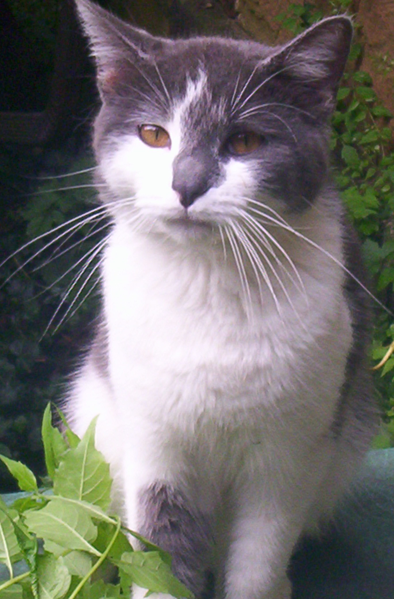 Smokey--Sweet Talker, an adoptable Domestic Short Hair in Perrysville, OH, 44864 | Photo Image 2