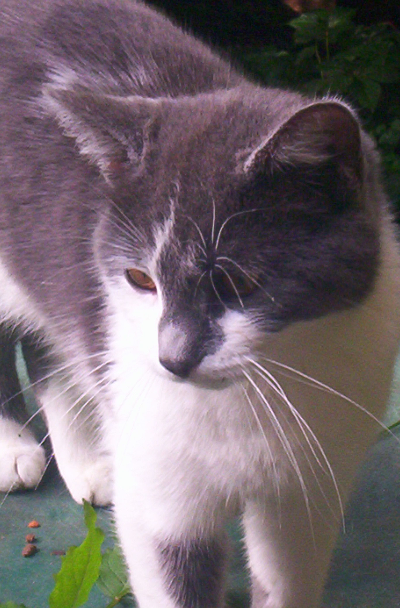 Smokey--Sweet Talker, an adoptable Domestic Short Hair in Perrysville, OH, 44864 | Photo Image 3