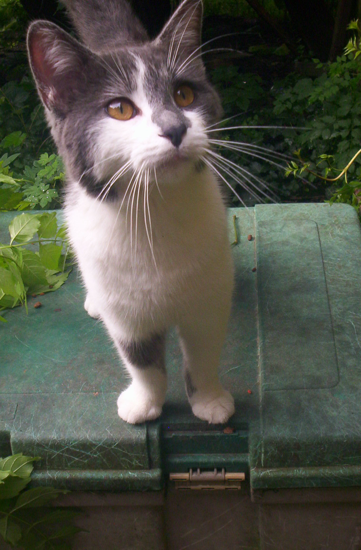 Smokey--Sweet Talker, an adoptable Domestic Short Hair in Perrysville, OH, 44864 | Photo Image 4