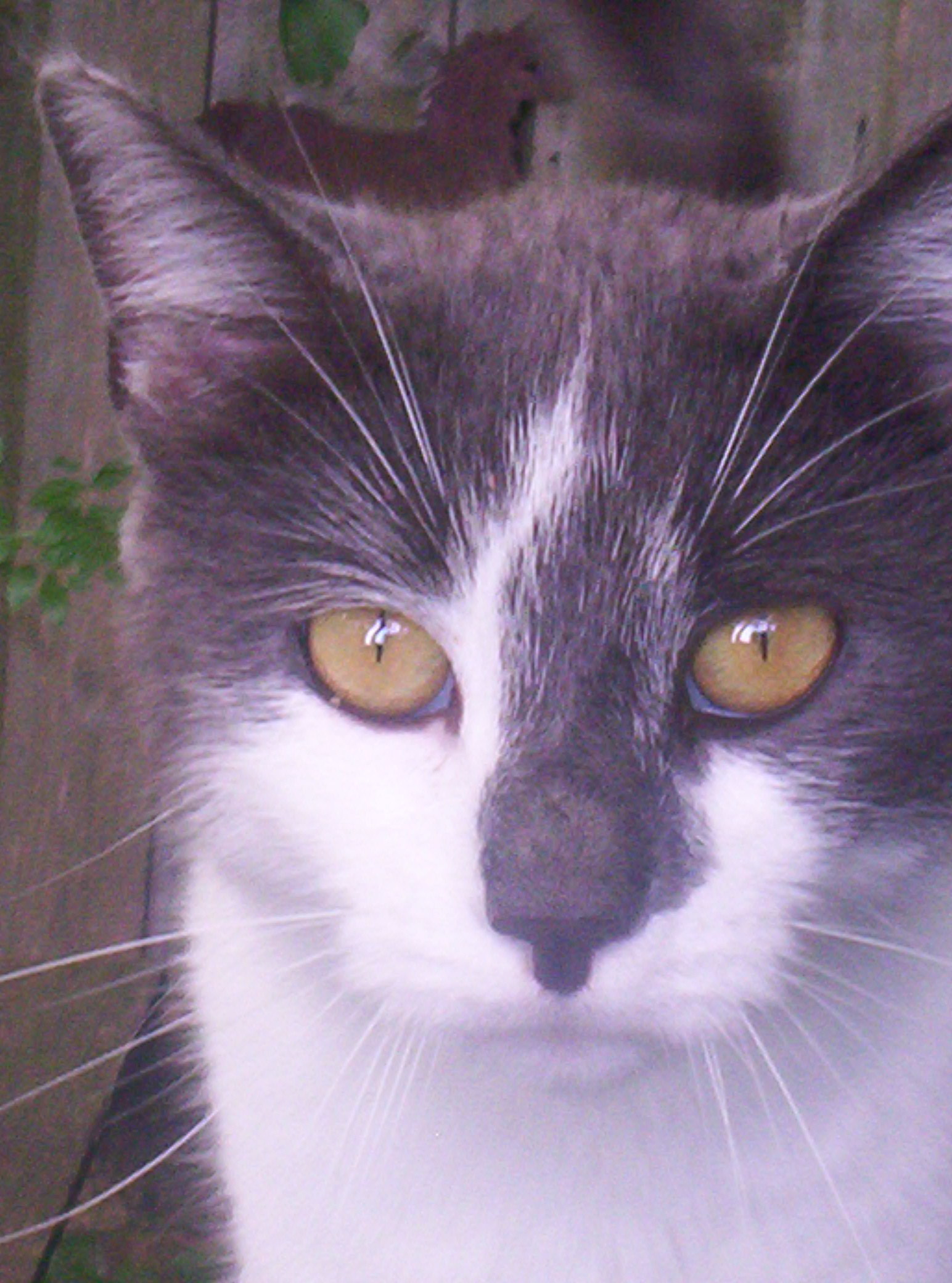 Smokey--Sweet Talker, an adoptable Domestic Short Hair in Perrysville, OH, 44864 | Photo Image 1