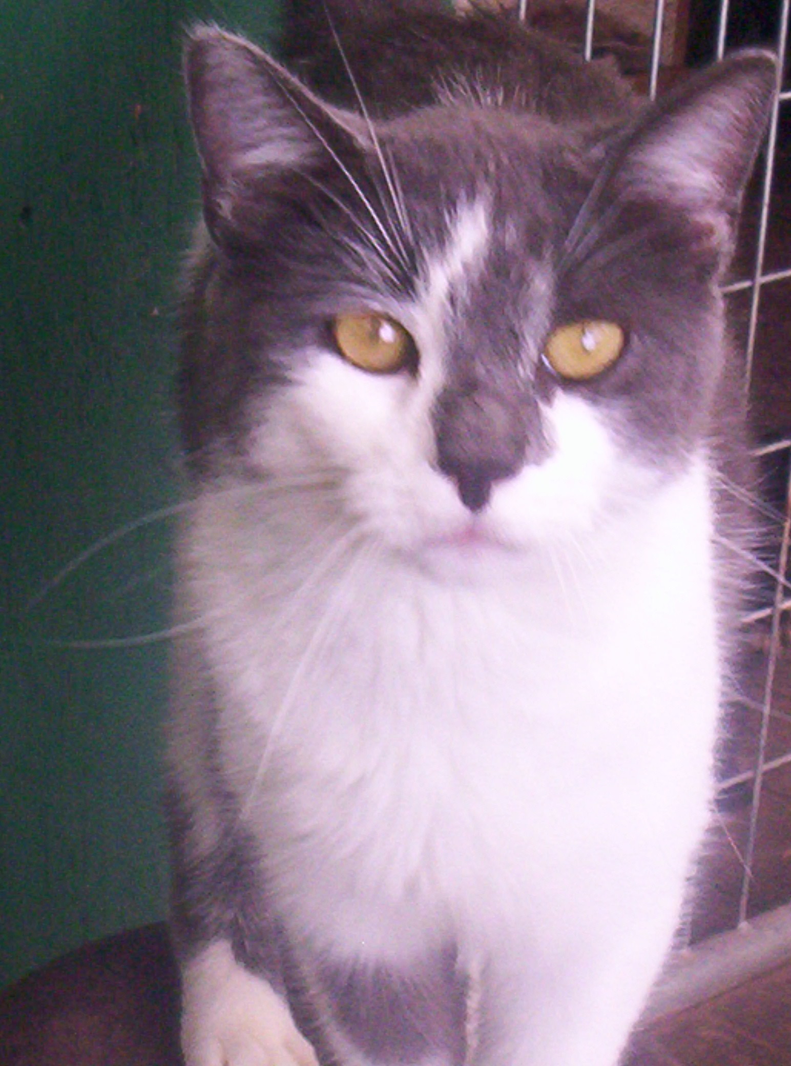 Smokey--Sweet Talker, an adoptable Domestic Short Hair in Perrysville, OH, 44864 | Photo Image 5
