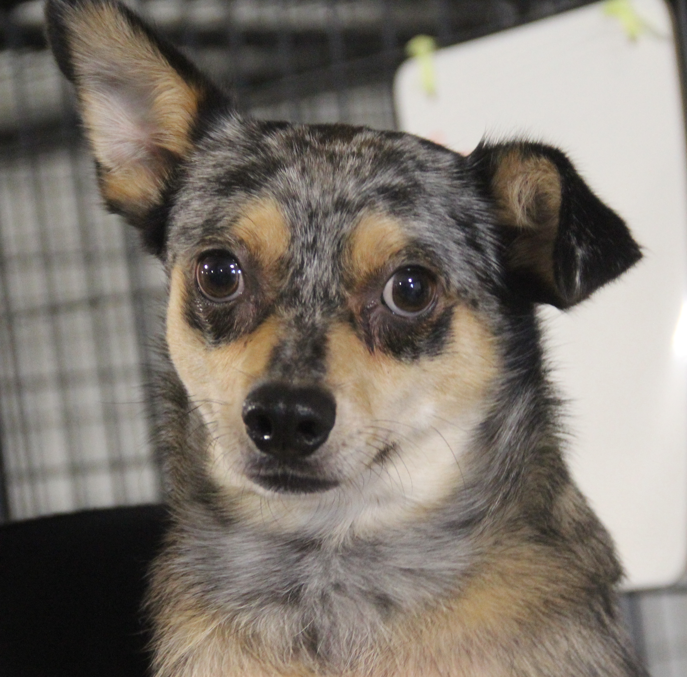 Dog for adoption - Ringo, an Australian Shepherd & Chihuahua Mix in