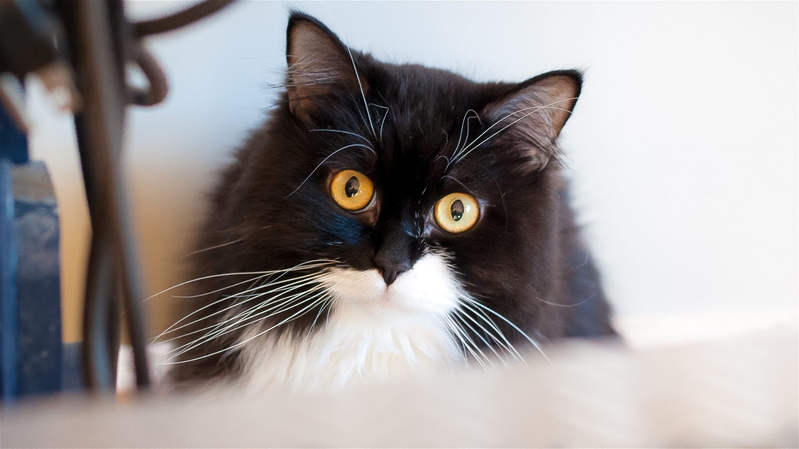 Tyson, an adoptable Domestic Long Hair in Santa Rosa, CA, 95404 | Photo Image 2