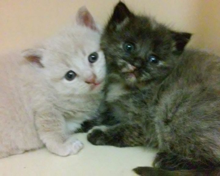 Kittens! 2