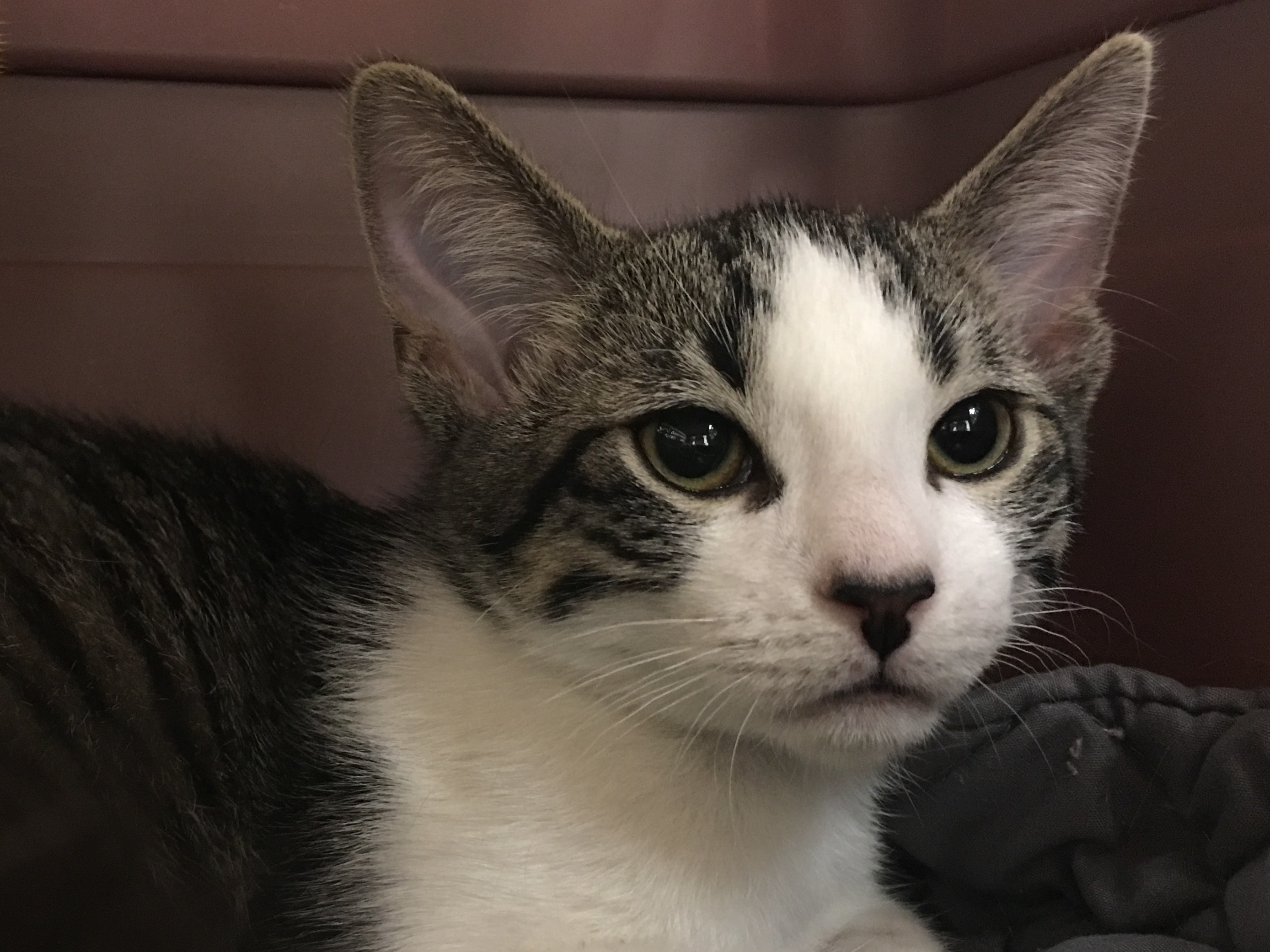 Frankie, an adoptable Domestic Short Hair in Whiting, IN, 46394 | Photo Image 1