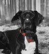 Adopt a Great Dane | Dog Breeds | Petfinder