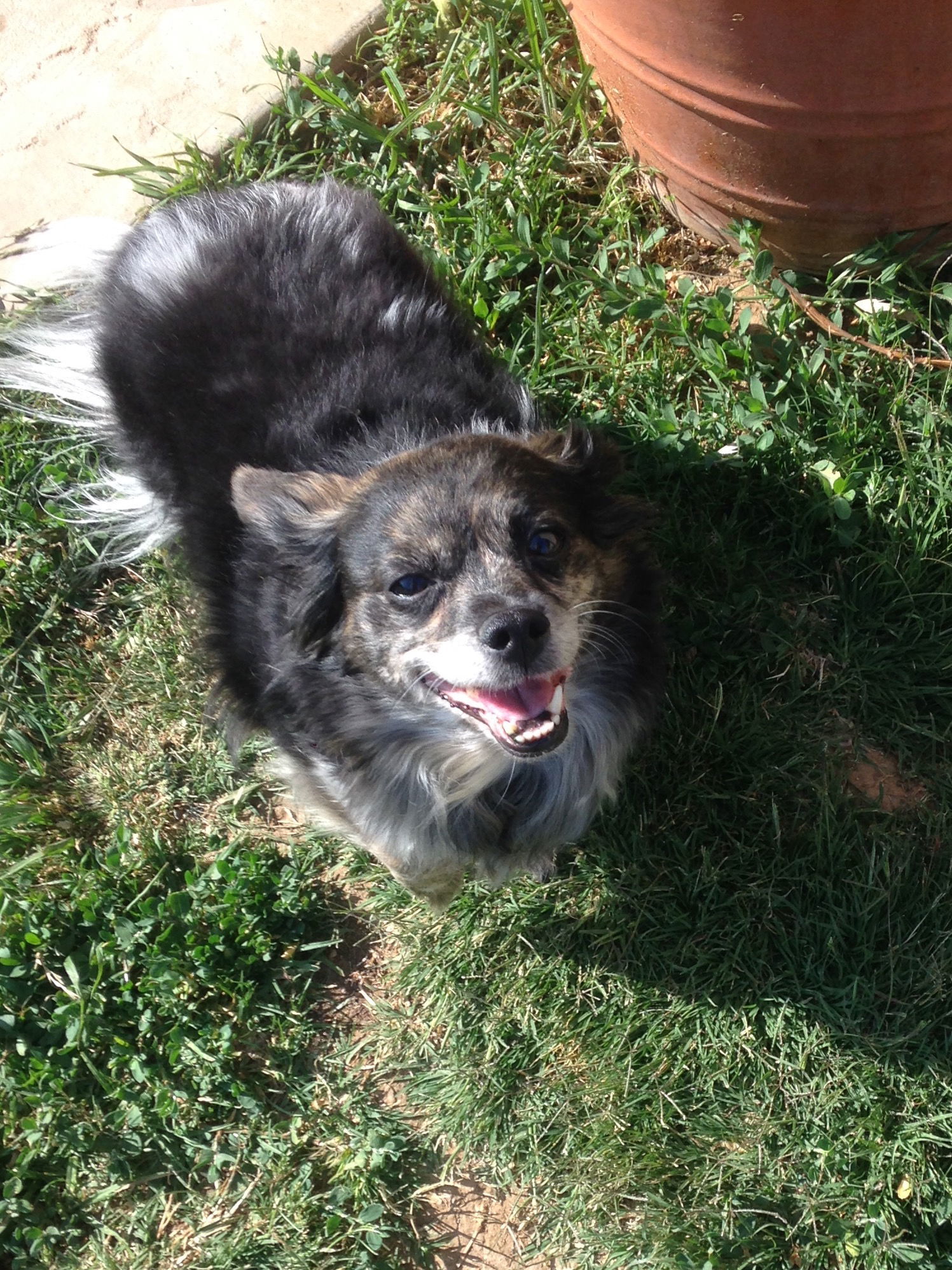 Pepper, an adoptable Terrier in Colton, CA, 92324 | Photo Image 2