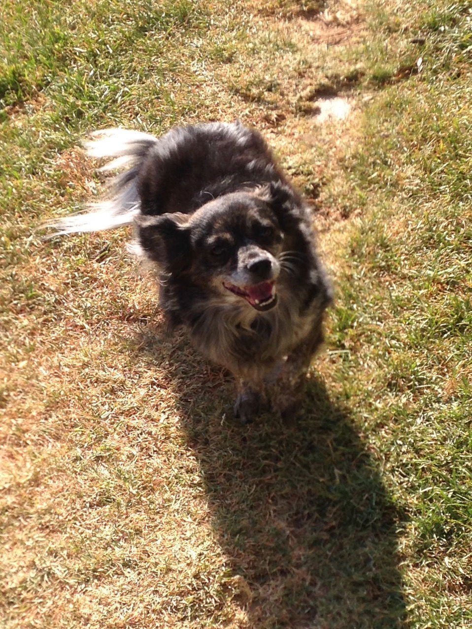 Pepper, an adoptable Terrier in Colton, CA, 92324 | Photo Image 1