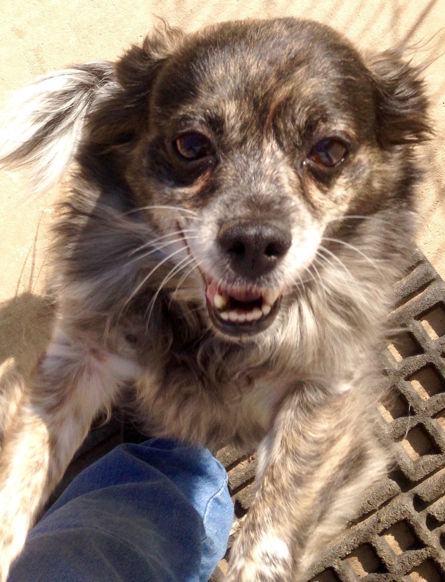 Pepper, an adoptable Terrier in Colton, CA, 92324 | Photo Image 3