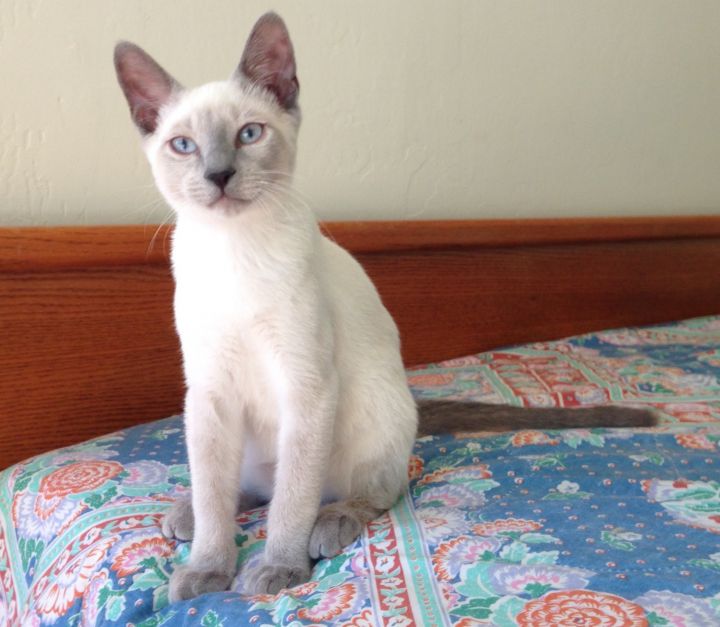 Gril, an adopted Siamese & Domestic Short Hair Mix in Stanford, CA_image-1