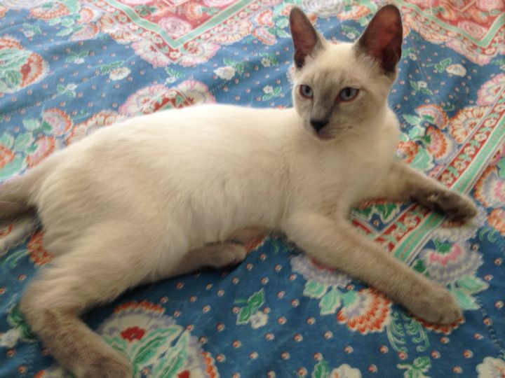 Gril, an adopted Siamese & Domestic Short Hair Mix in Stanford, CA_image-2