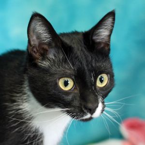 Oreo ( at PetSmart )