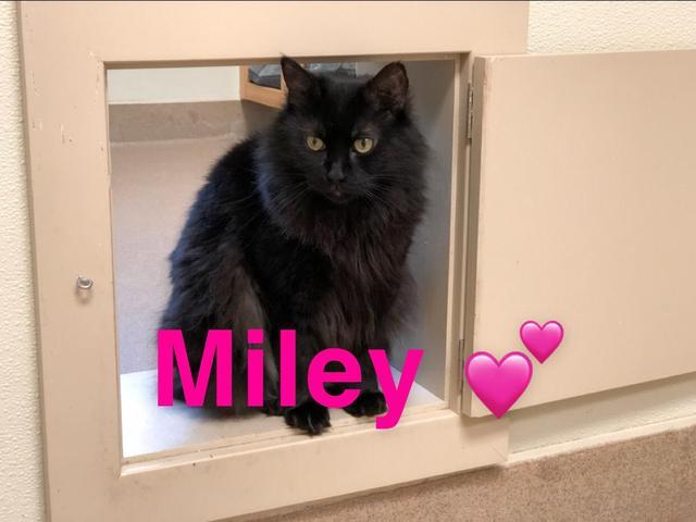 Miley Available At Lebanon Petsmart detail page