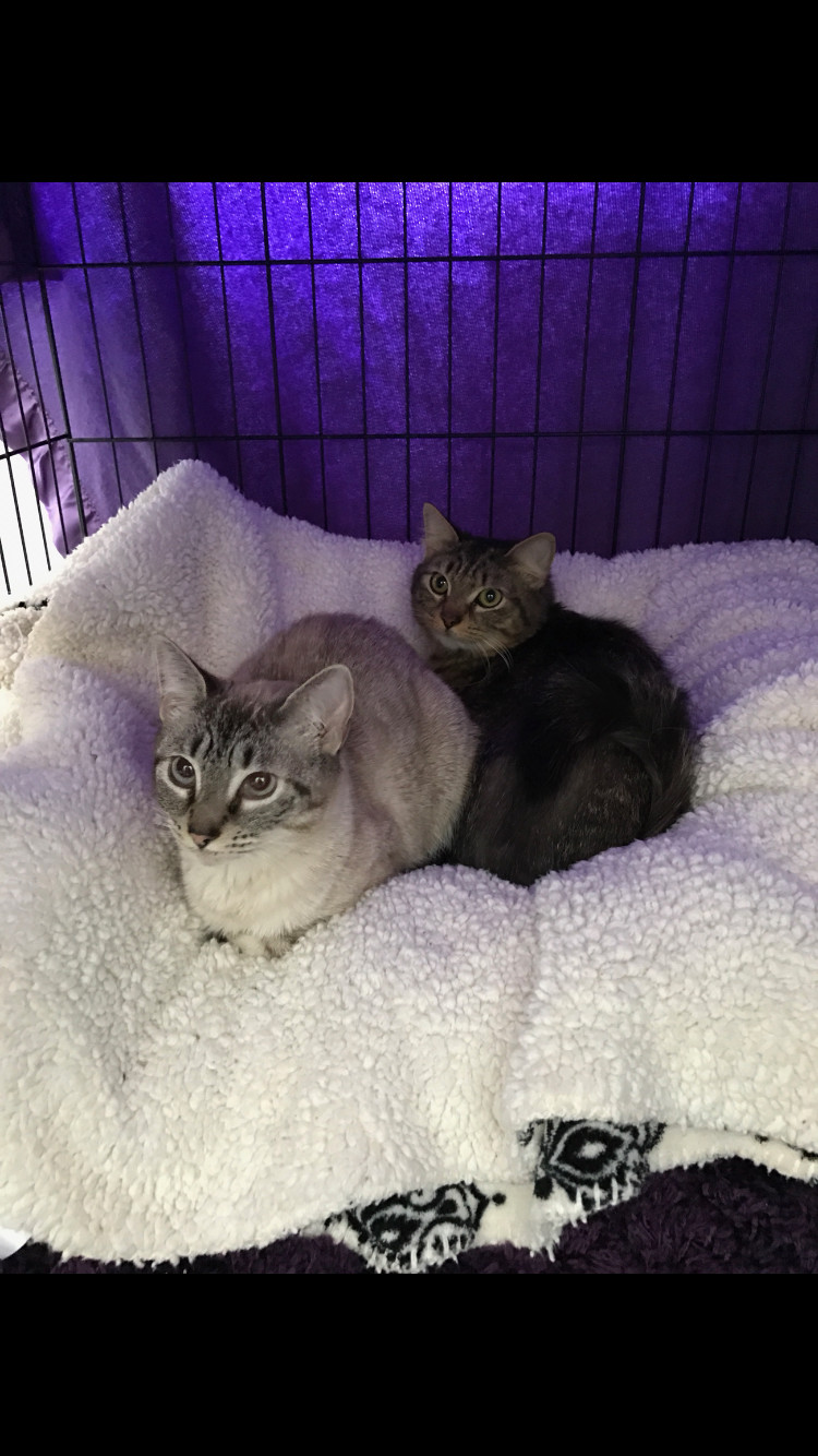 Cat for adoption - Lexi & Lilly, a Siamese & Maine Coon ...