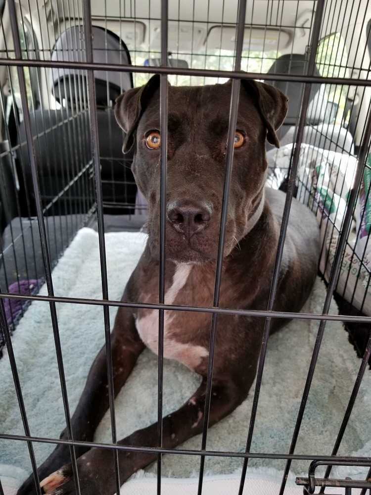 Onyx, an adoptable Pit Bull Terrier, Labrador Retriever in Ladson, SC, 29456 | Photo Image 1