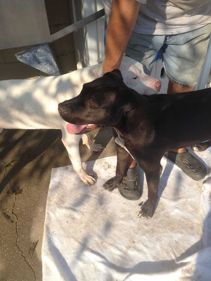 Onyx, an adoptable Pit Bull Terrier, Labrador Retriever in Ladson, SC, 29456 | Photo Image 3