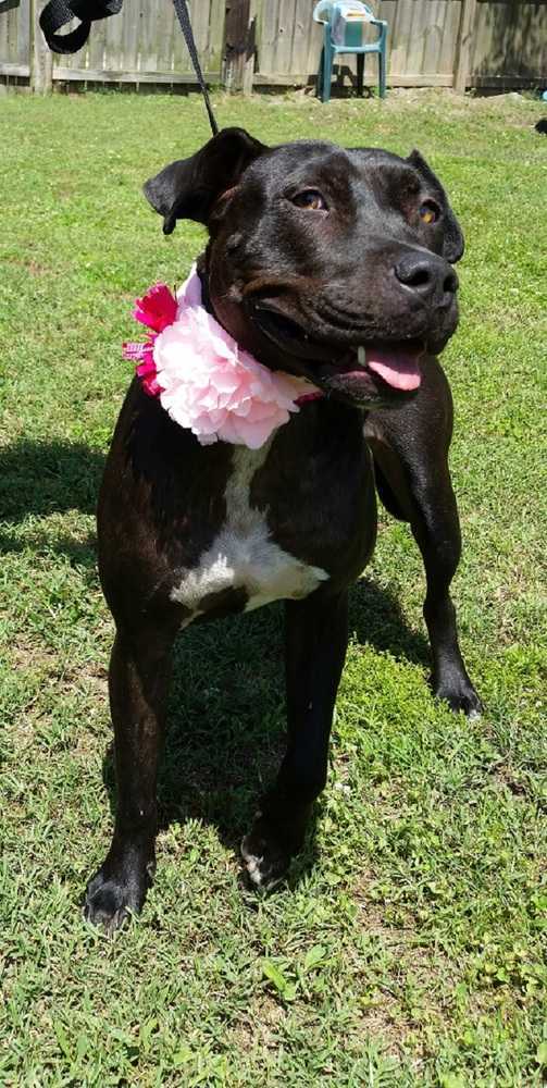 Onyx, an adoptable Pit Bull Terrier, Labrador Retriever in Ladson, SC, 29456 | Photo Image 4