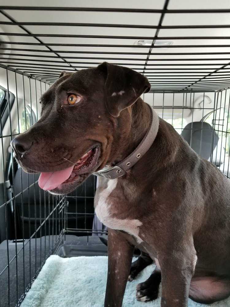 Onyx, an adoptable Pit Bull Terrier, Labrador Retriever in Ladson, SC, 29456 | Photo Image 5