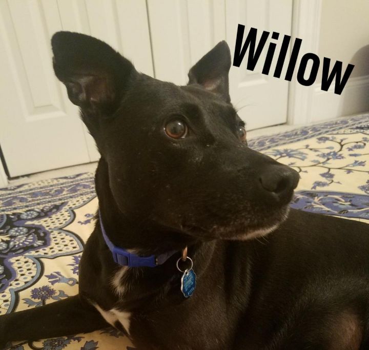 Willow 4