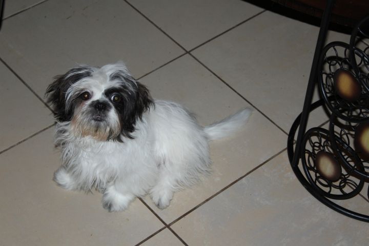 Professor, an adopted Shih Tzu in Cantonment, FL_image-2