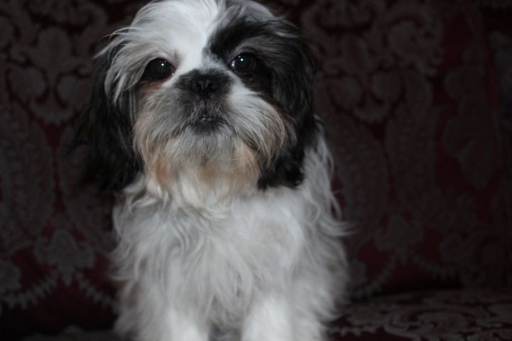 Professor, an adopted Shih Tzu in Cantonment, FL_image-3