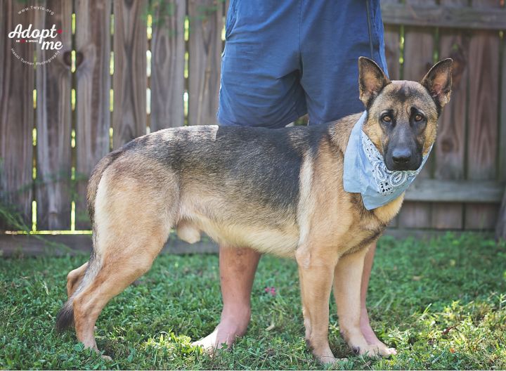 Capone, an adopted German Shepherd Dog in Kingwood, TX_image-2