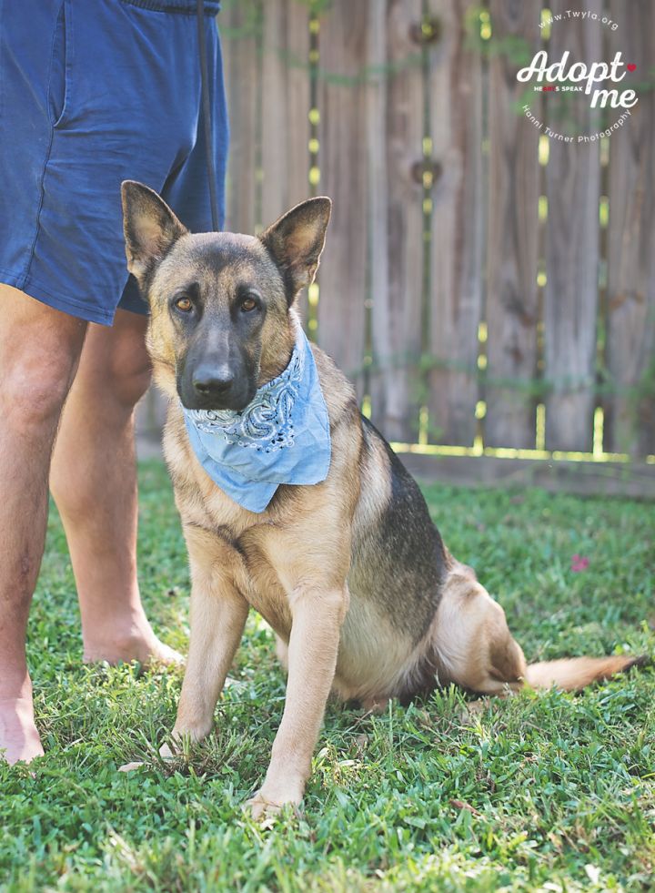 Capone, an adopted German Shepherd Dog in Kingwood, TX_image-5