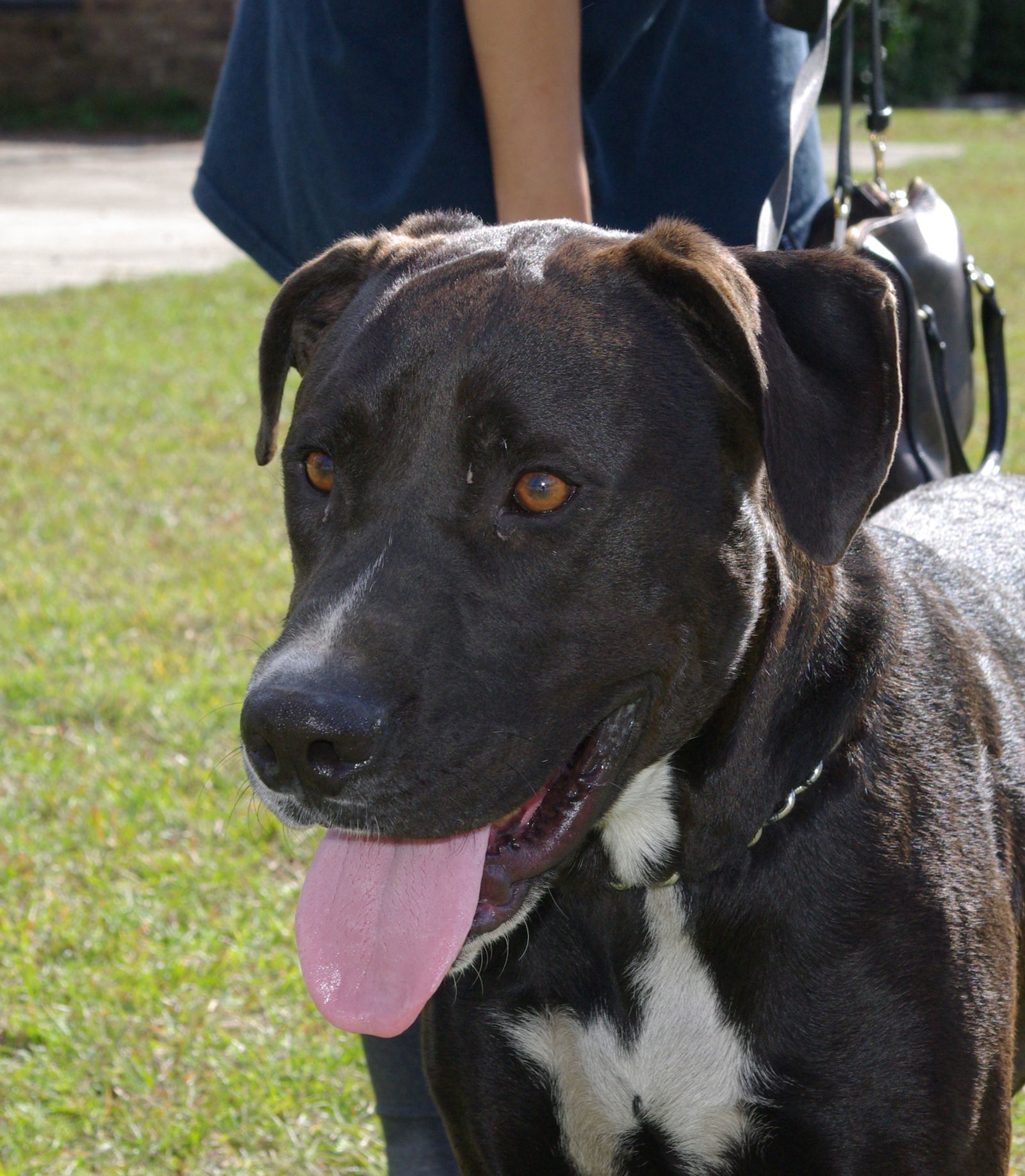 Peter, an adoptable Great Dane, Black Labrador Retriever in Slidell, LA, 70469 | Photo Image 1