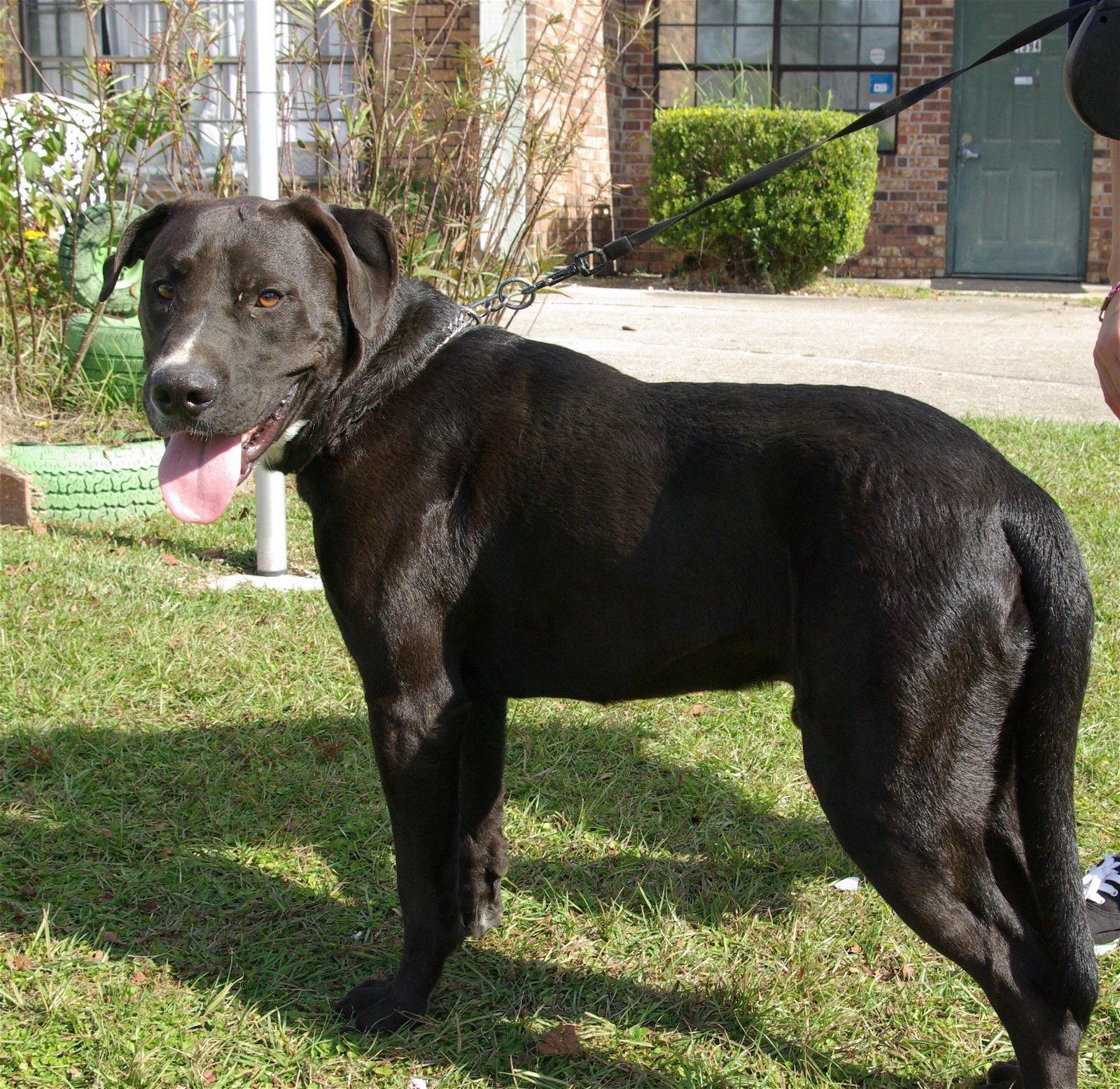 Peter, an adoptable Great Dane, Black Labrador Retriever in Slidell, LA, 70469 | Photo Image 2