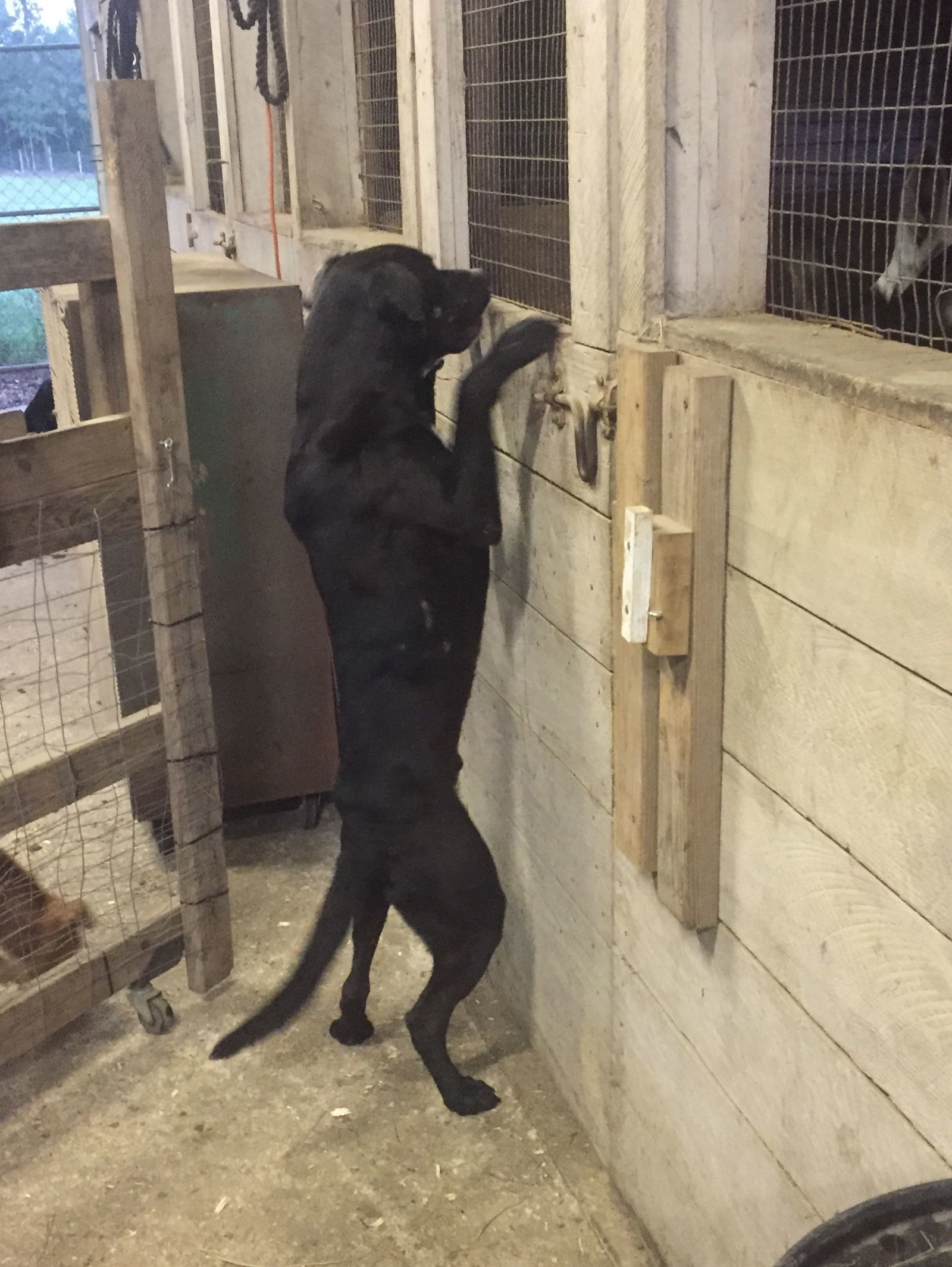 Peter, an adoptable Great Dane, Black Labrador Retriever in Slidell, LA, 70469 | Photo Image 3