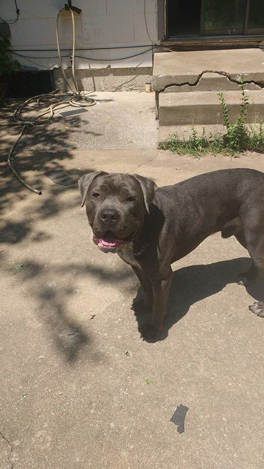 Dog For Adoption Lorenzo A Cane Corso Pit Bull Terrier
