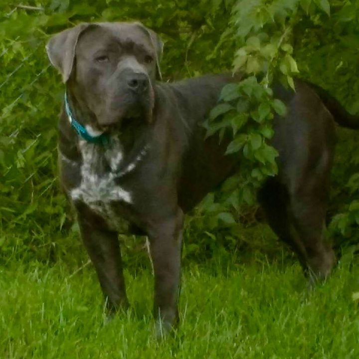Dog For Adoption Lorenzo A Cane Corso Pit Bull Terrier