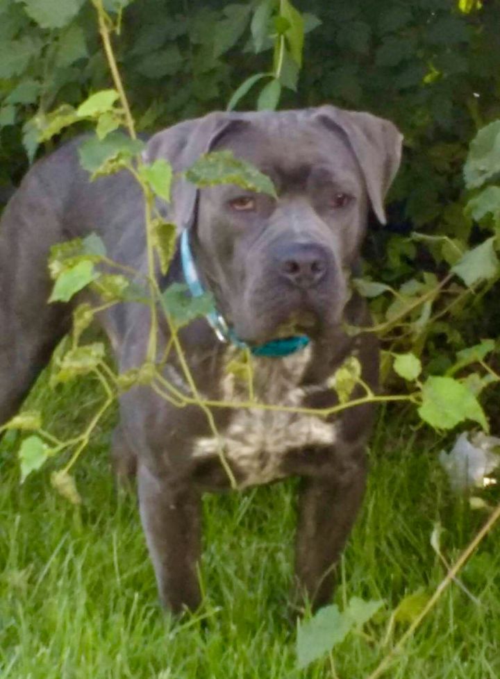 Dog For Adoption Lorenzo A Cane Corso Pit Bull Terrier